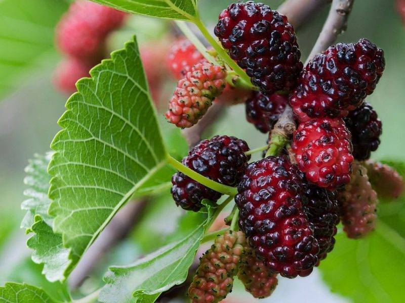 Шелковица купить саженцы из питомнике в Горловке