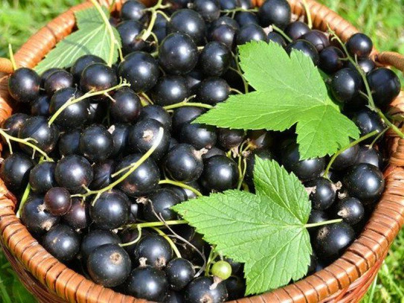 Смородина купить саженцы из питомника в Горловке