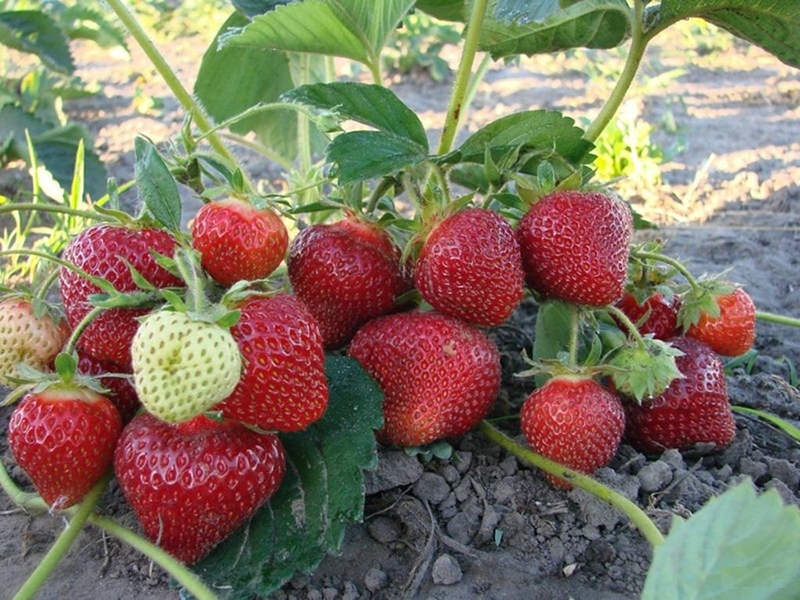Клубника купить саженцы из питомника в Горловке