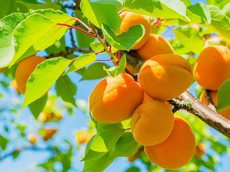 Абрикос купить саженцы из питомнике в Горловке