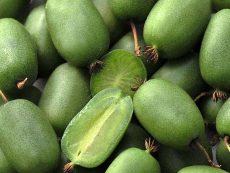 Актинидия купить саженцы из питомнике в Горловке